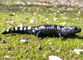 Marbled Salamander